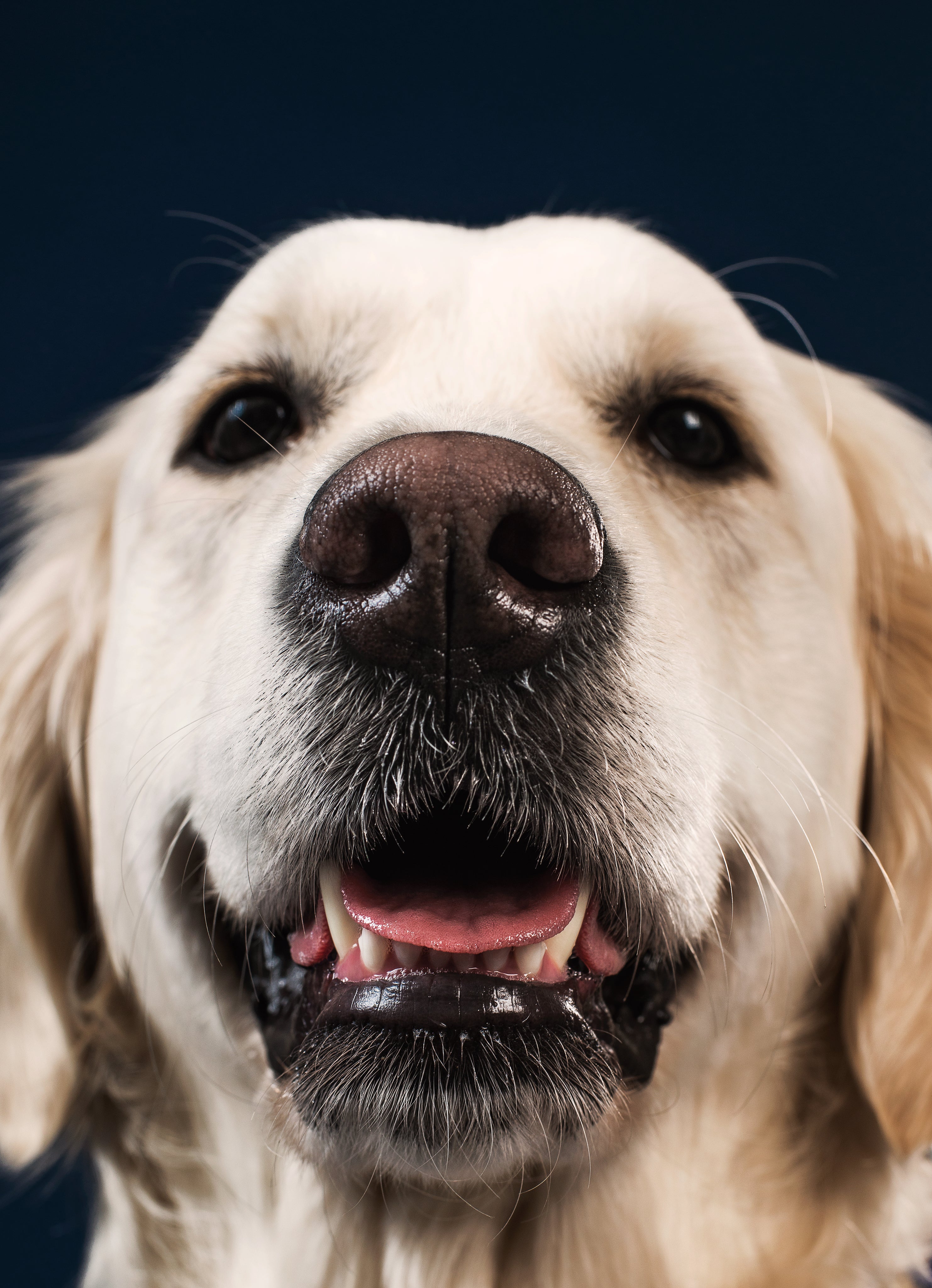 files/a-smiling-big-teddy-bear-like-dog.jpg